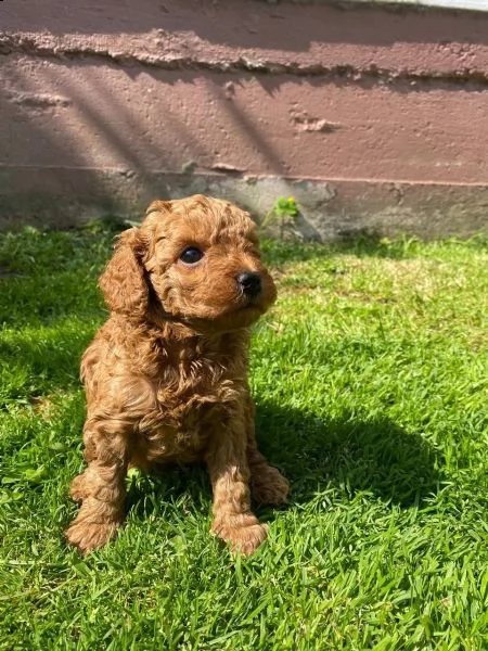 cuccioli maschi e femmina barboncino nano | Foto 0