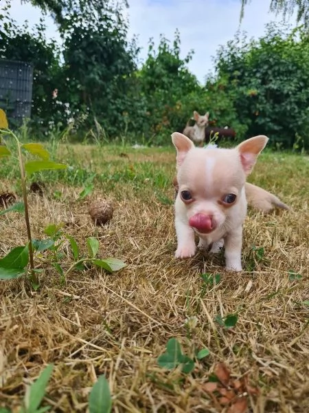 cuccioli chihuahua con pedegree enci | Foto 1