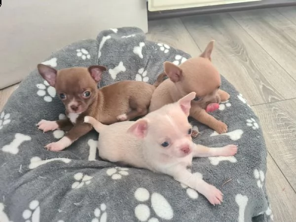 cuccioli chihuahua con pedegree enci | Foto 0