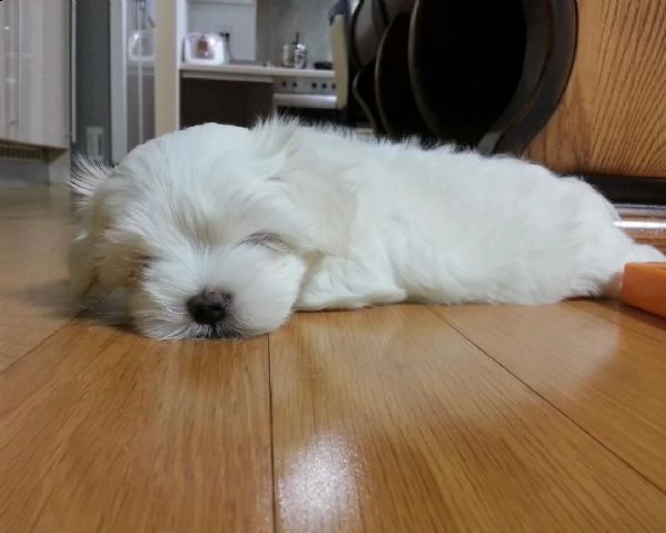 bellissimi cuccioli di maltese | Foto 2