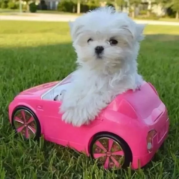bellissimi cuccioli di maltese | Foto 1