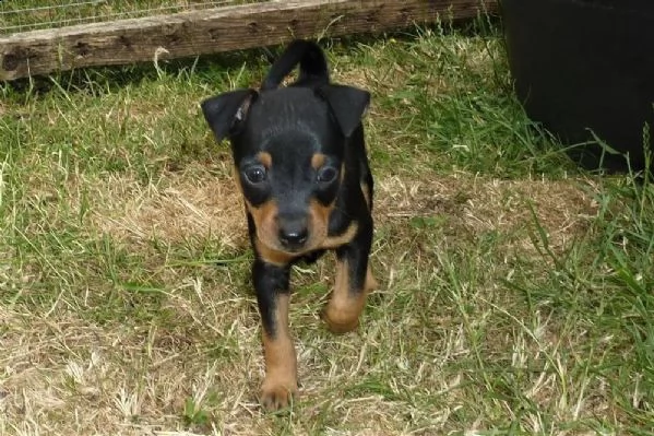 bellissimo cucciolo di pinscher | Foto 1