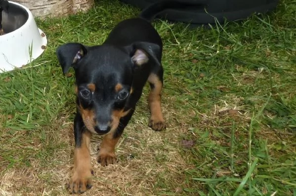 bellissimo cucciolo di pinscher | Foto 0