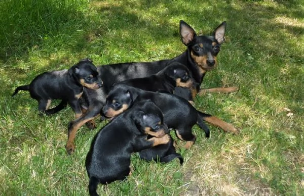 bellissimo cucciolo di pinscher