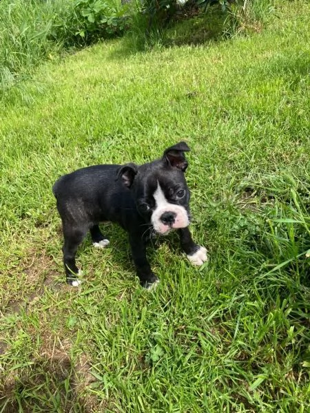 cucciolo di boston terrier con pedigree | Foto 3