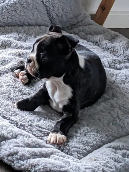 cucciolo di boston terrier con pedigree | Foto 2