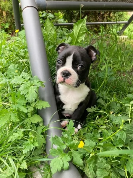 cucciolo di boston terrier con pedigree | Foto 1