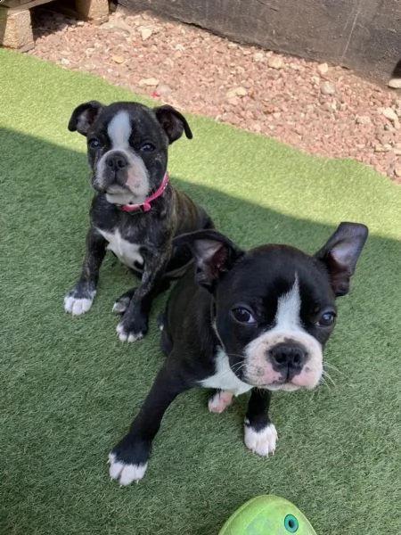 cucciolo di boston terrier con pedigree
