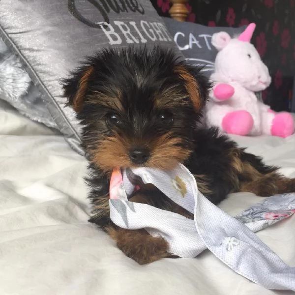 campione e licenza di yorkshire terrier | Foto 2