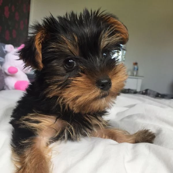 campione e licenza di yorkshire terrier | Foto 1