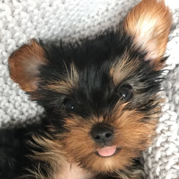 campione e licenza di yorkshire terrier