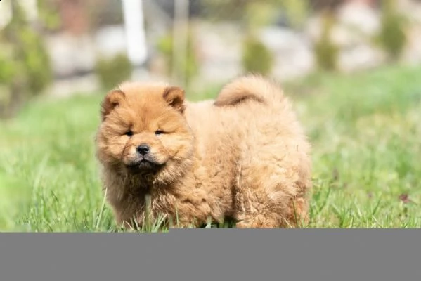 stupendi cuccioli di chow chow | Foto 0