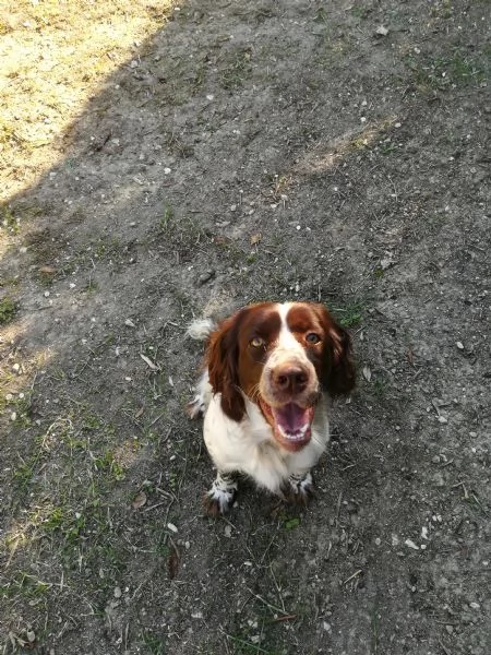 SPRINGER SPANIEL PER MONTA | Foto 4