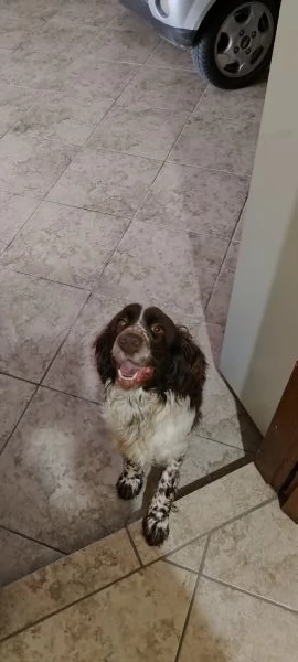SPRINGER SPANIEL PER MONTA