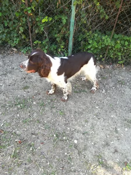 SPRINGER SPANIEL PER MONTA | Foto 3