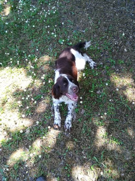 SPRINGER SPANIEL PER MONTA | Foto 1