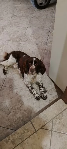 SPRINGER SPANIEL PER MONTA | Foto 0