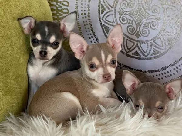 bellissimi cuccioli di chihuahua