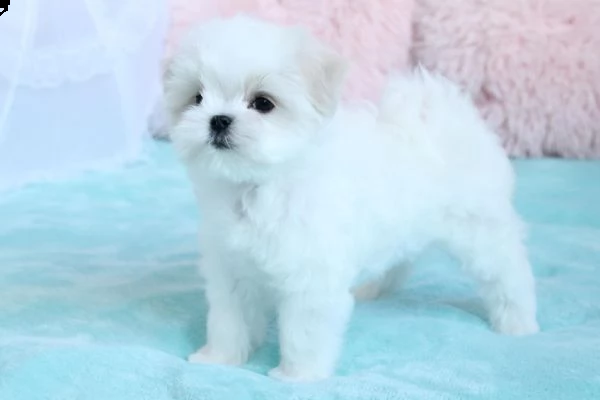 cuccioli di maltese toy