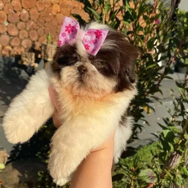   regalo shih-tzu  toy | Foto 0