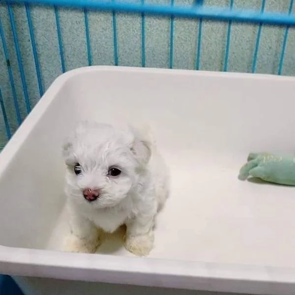 maltesi toy cuccioli | Foto 4