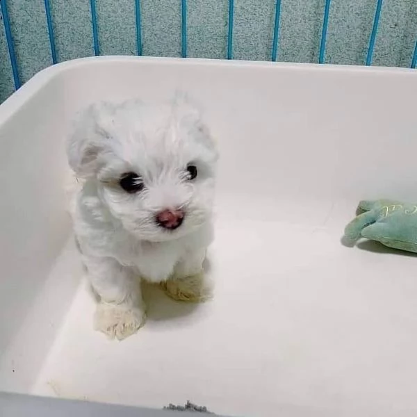maltesi toy cuccioli | Foto 1