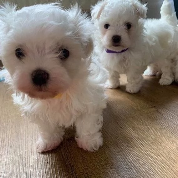 maltesi toy cuccioli | Foto 0