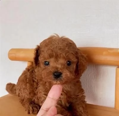 barboncino cuccioli