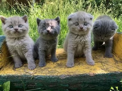 cuccioli di pura razza scottish fold 