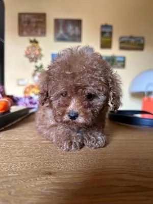 barboncina mini toy