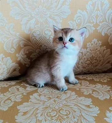 maschietto scottish straight 