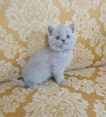 in vendita femmina di scottish straight