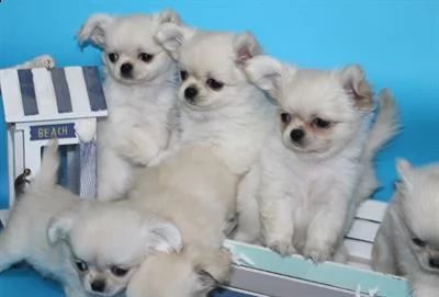 proponiamo meravigliosi cuccioli di chihuahua