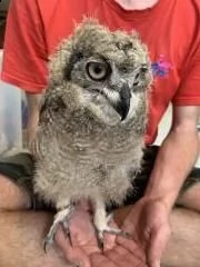 gufo africano baby (bubo africanus)