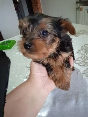 cuccioli di yorckscire