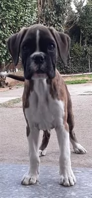 boxer cuccioli 