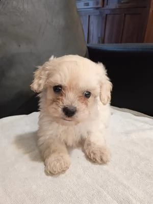 prendiamo prenotazioni per dolcissima maltipoo