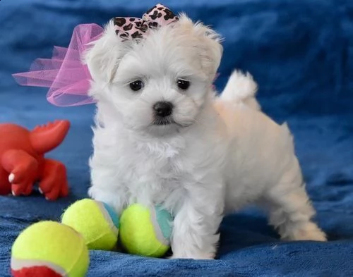 disponibili cuccioli di maltese belli e sani
