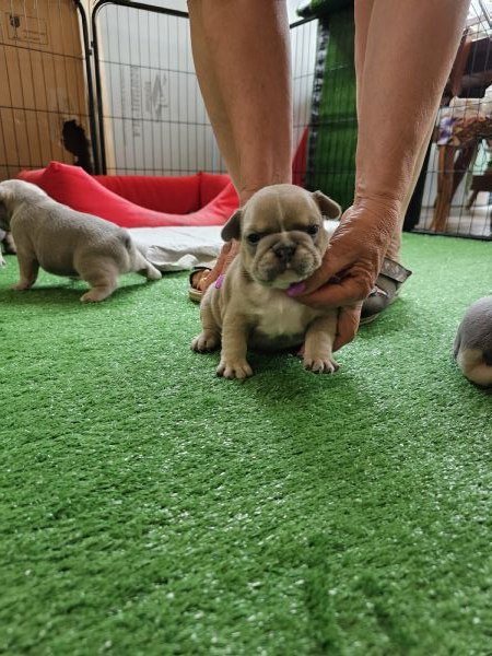 vendo cuccioli di bouledogue francese  | Foto 1