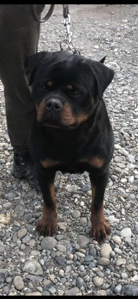 rottweiler ragazzo in vendita | Foto 6