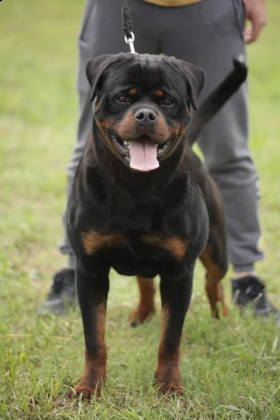 rottweiler ragazzo in vendita | Foto 5