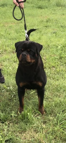 rottweiler ragazzo in vendita | Foto 4