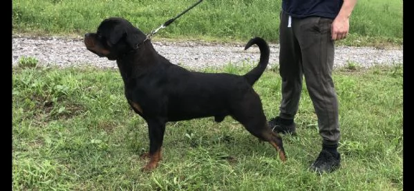 rottweiler ragazzo in vendita | Foto 3