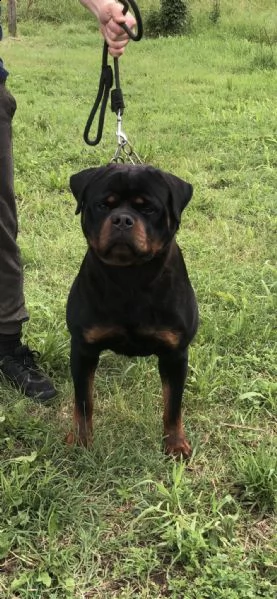 rottweiler ragazzo in vendita | Foto 2