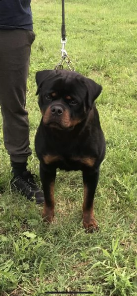 rottweiler ragazzo in vendita