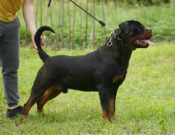 rottweiler ragazzo in vendita | Foto 0
