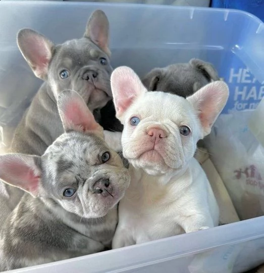 cuccioli di bulldog francese a casa