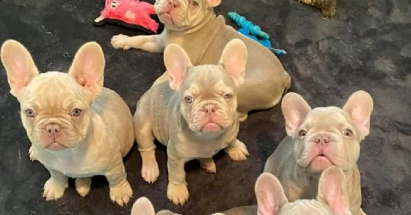 adorabili bulldog francesi da reinserire