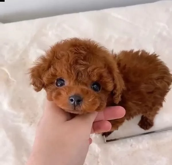 due cuccioli di barboncina toy | Foto 0