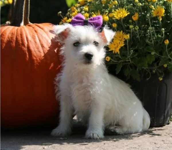   regalo adorabili cuccioli  west highland terrier bianco  femminucce e maschietti